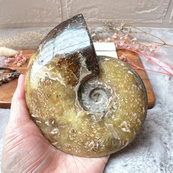 Gorgeous Ammonite Fossil | Ammonite Specimen - Picture 2 of 6